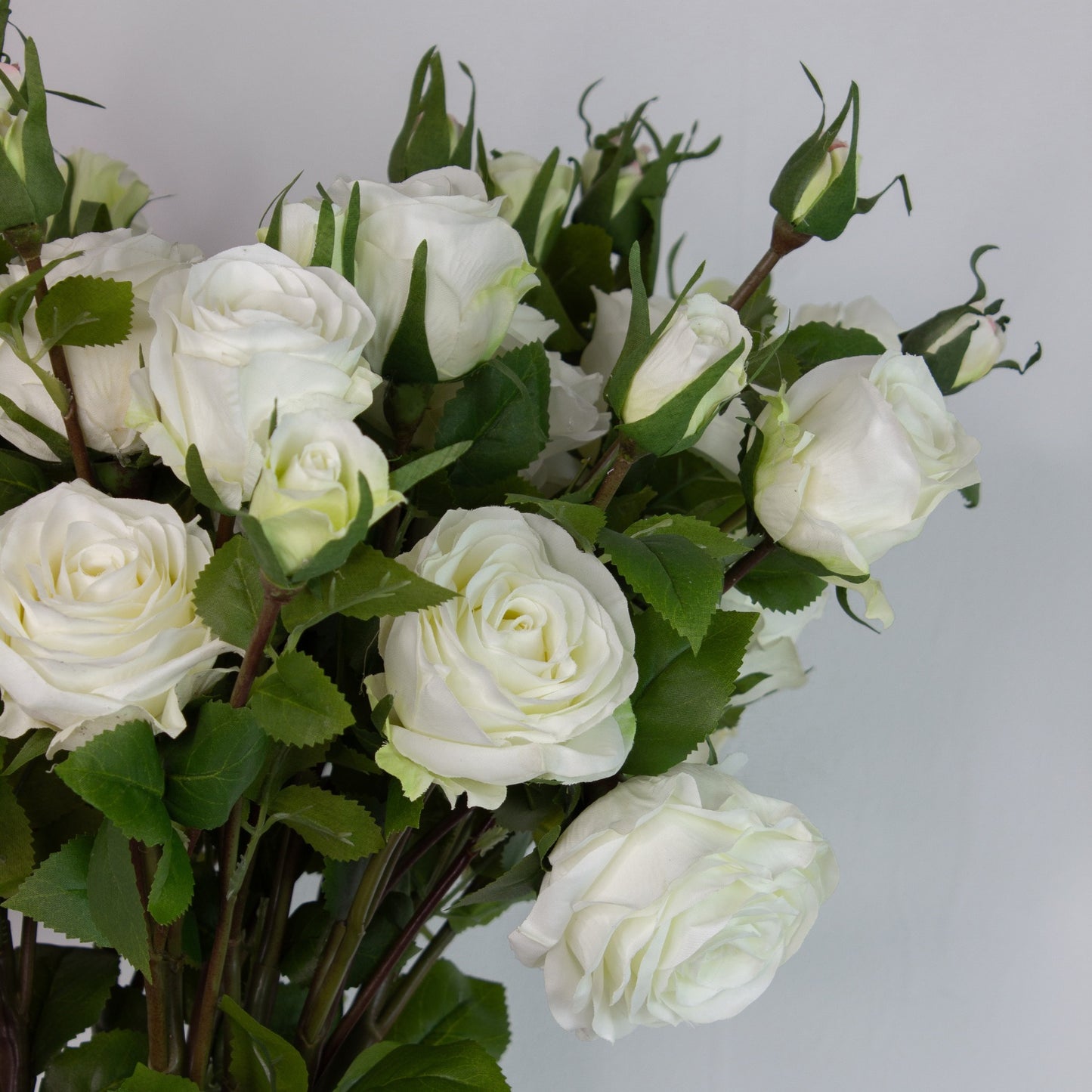 Snow Garden Roses